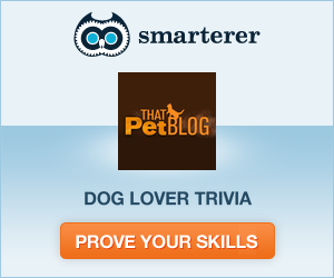 Dog Lover Trivia Quiz…what is your score?