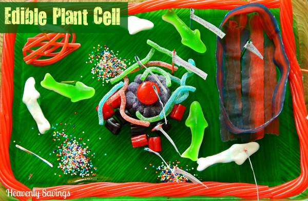 Edible Plant Cell – HomeSchooling Fun!